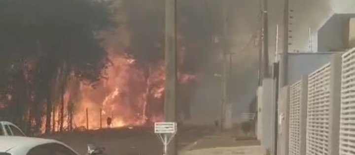 IAT monitora fauna do Cinturão Verde após incêndios florestais