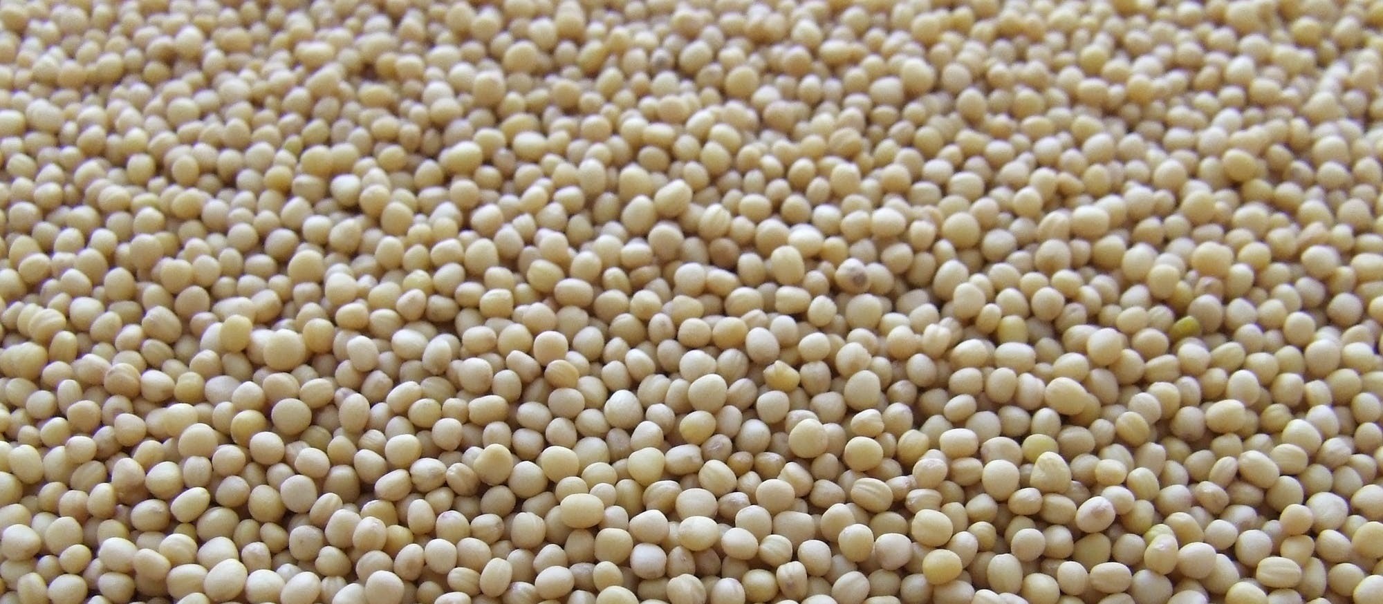 Produção de soja no PR deve ultrapassar 20 mi de toneladas