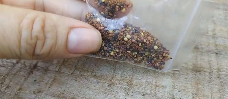Laboratório encontra praga Myosoton Aquaticum em pacotes de sementes misteriosas
