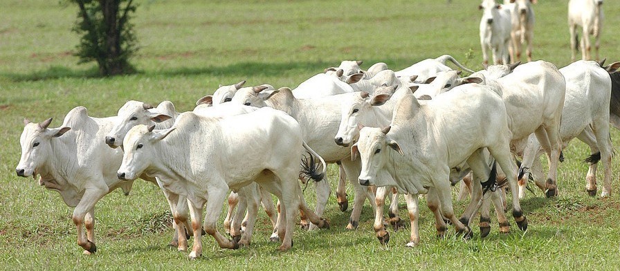 Fabricação de ração na agropecuária deve atingir recorde em 2022