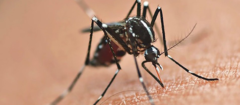 Em novo boletim, Sesa informa 26 mortes por dengue