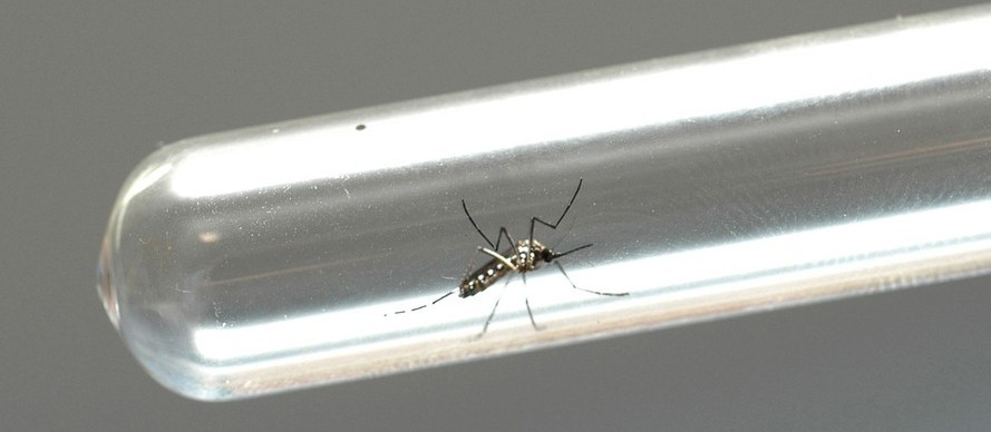 Paraná registra 28 novos casos de dengue; 4 deles em Maringá