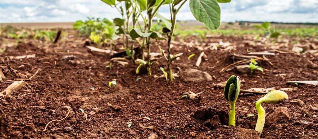 Produtores do Paraná podem ter de replantar soja devido à baixa umidade 