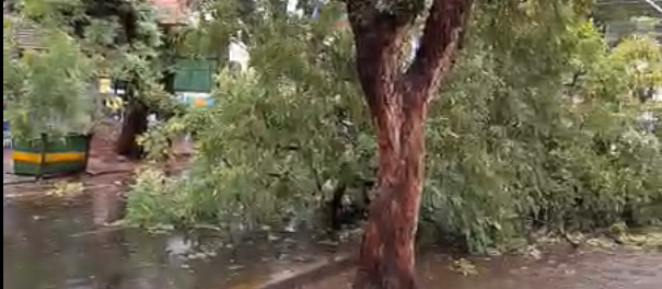 Chuva derruba 11 árvores e interdita ruas e avenidas