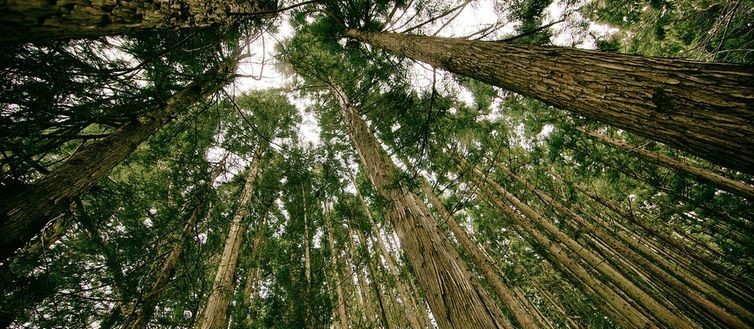 Paraná tem uma das gestões de florestas mais eficientes do Brasil