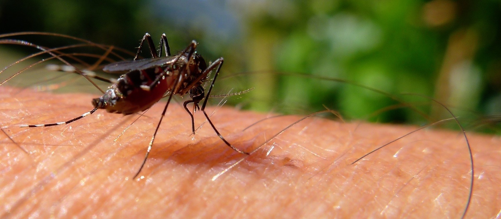 Saúde confirma dengue como causa da morte de menino de 10 anos