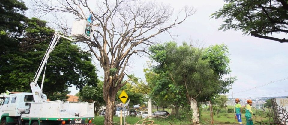 Maringá enfrentou seis tempestades desde setembro e soma cerca de mil árvores caídas