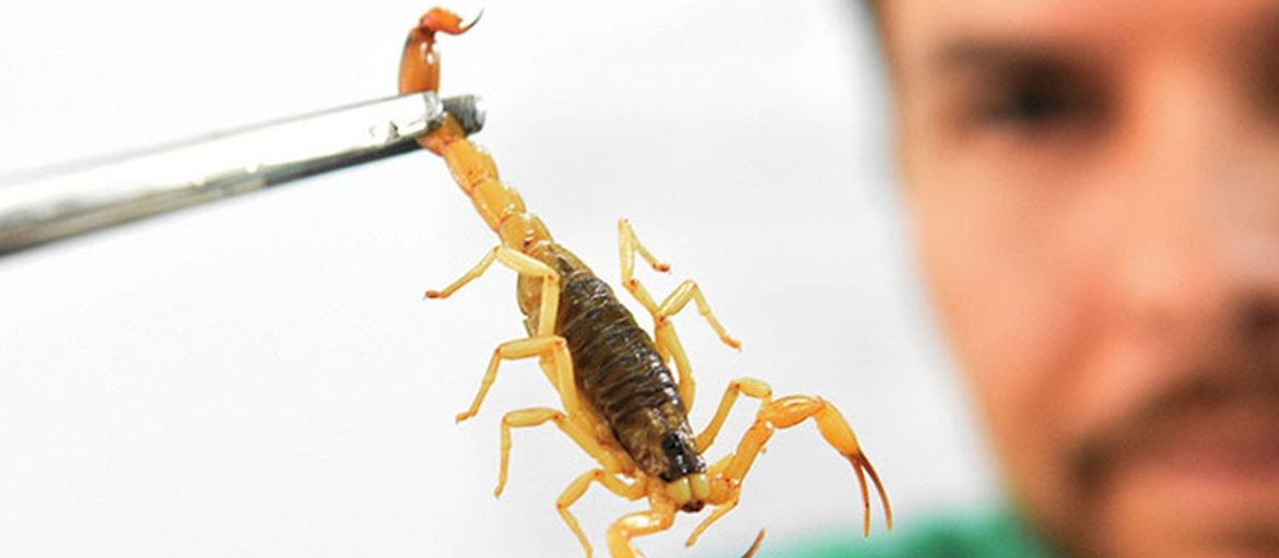 Maringá registrou 135 acidentes com escorpiões em 2022
