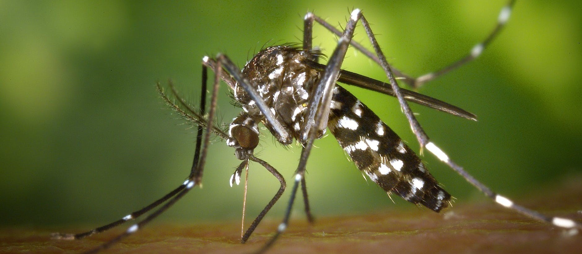 Com mais de 1.500 casos confirmados, Maringá está em epidemia de dengue