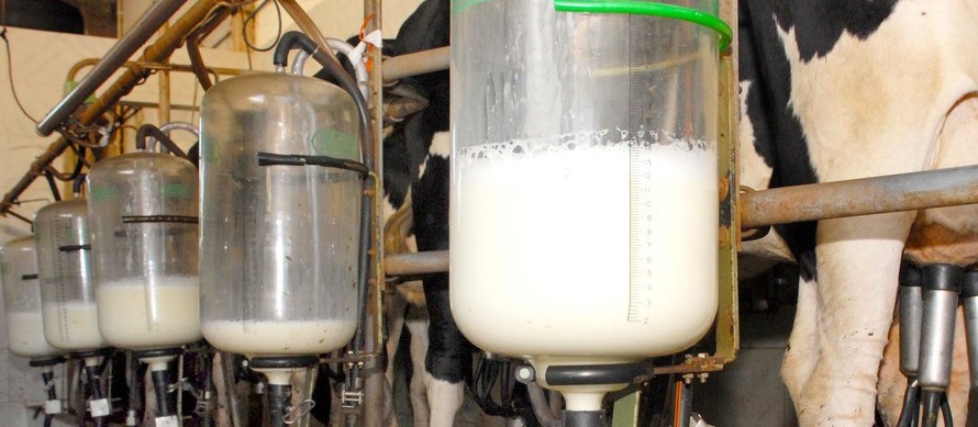 Paraná se destaca, como o segundo maior produtor de leite do país