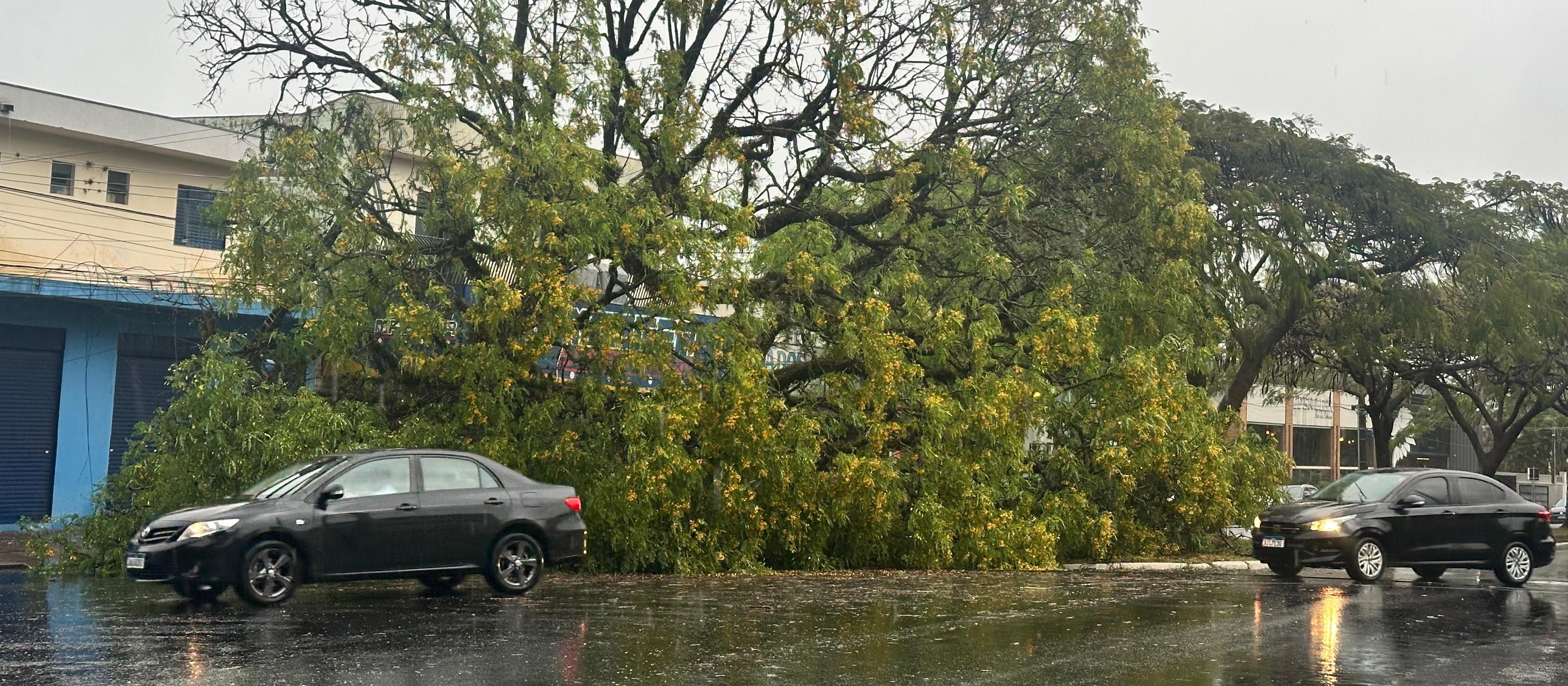 Temporal: 13 quedas de árvores, dois carros atingidos e duas pessoas com escoriações