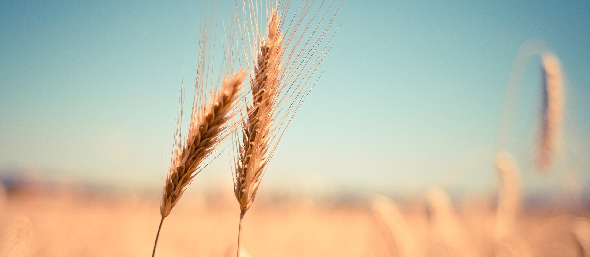 Deral estima produção de trigo do Paraná em 3,6 milhões de toneladas