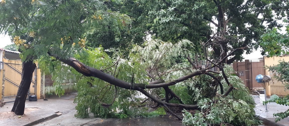 Chuva volumosa e vento forte derrubam 3 árvores e danificam postes