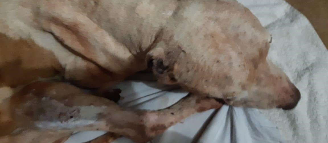 Polícia investiga denúncia de maus-tratos contra cachorro em Sarandi