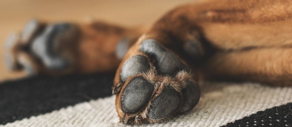 Homem é flagrado por câmera envenenando cão em Maringá