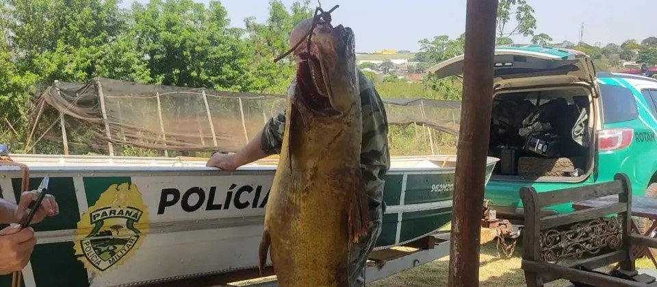 Pesca ilegal: homem é preso após pescar peixe de 90 kg no Rio Ivaí