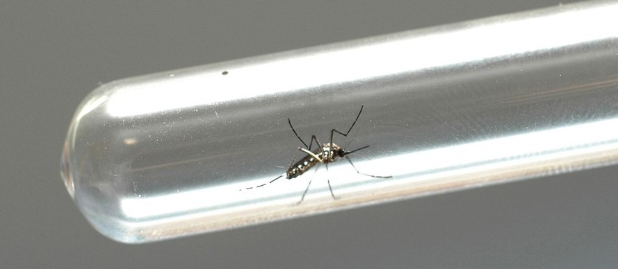 Maringá registra 32 casos de dengue em uma semana; total chega a 688