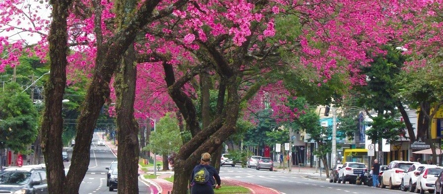 Primavera começa no domingo (22); saiba como será a nova estação