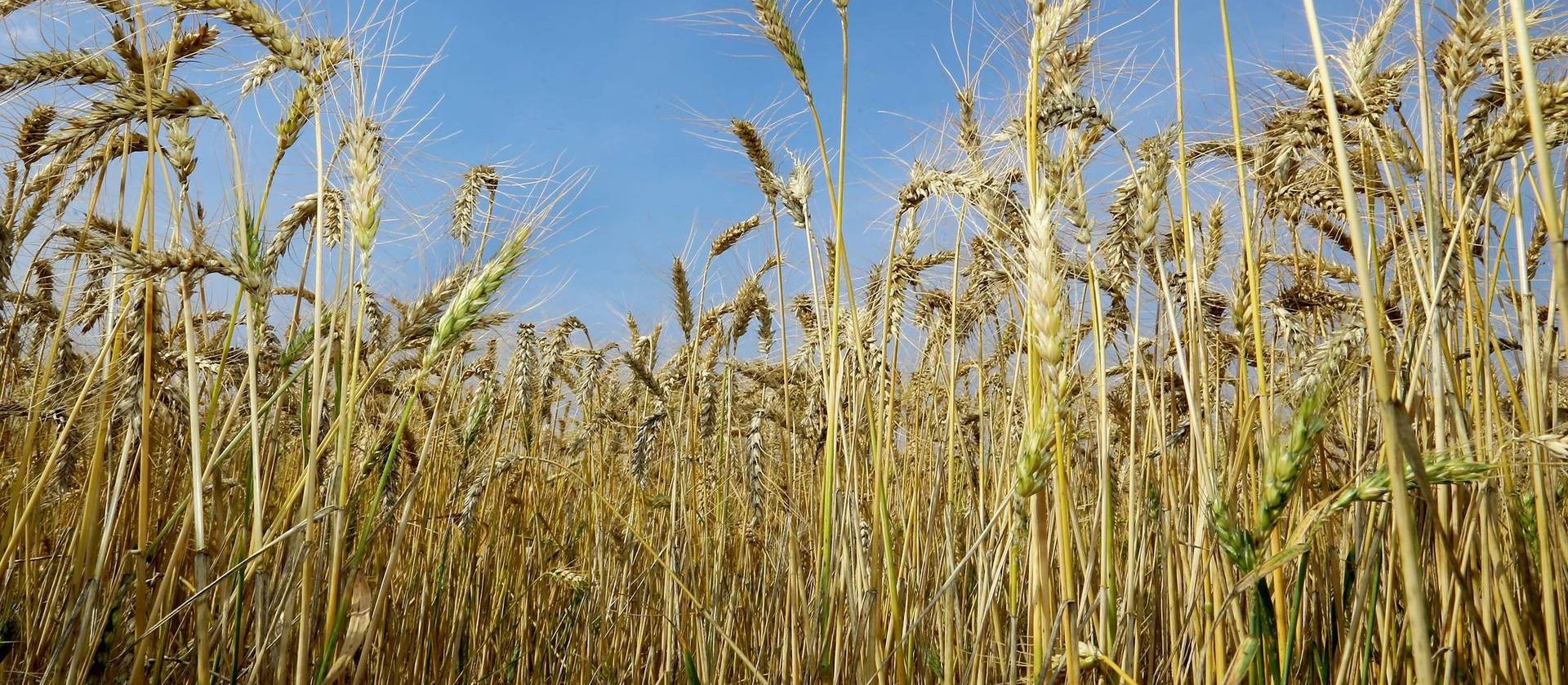 Com cotações históricas, saiba como aumentar a produtividade do trigo