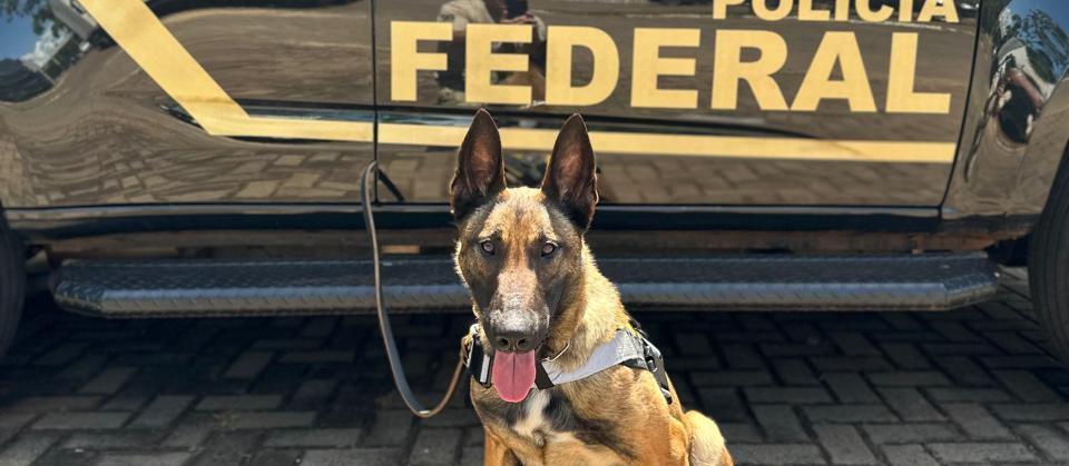 Canil da Polícia Federal em Guaíra ganha cadela trazida da Alemanha