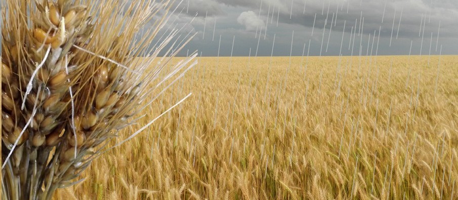 Como se planejar para evitar danos da chuva pré-colheita do Trigo