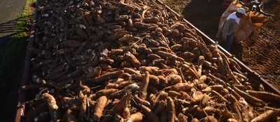 Tonelada da raiz de mandioca custa R$ 480 em Umuarama
