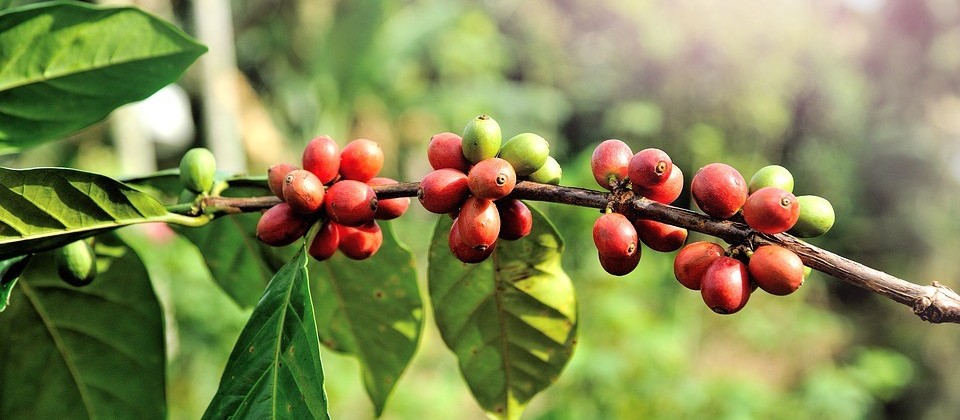 Café em coco custa R$ 6,90 kg em Maringá