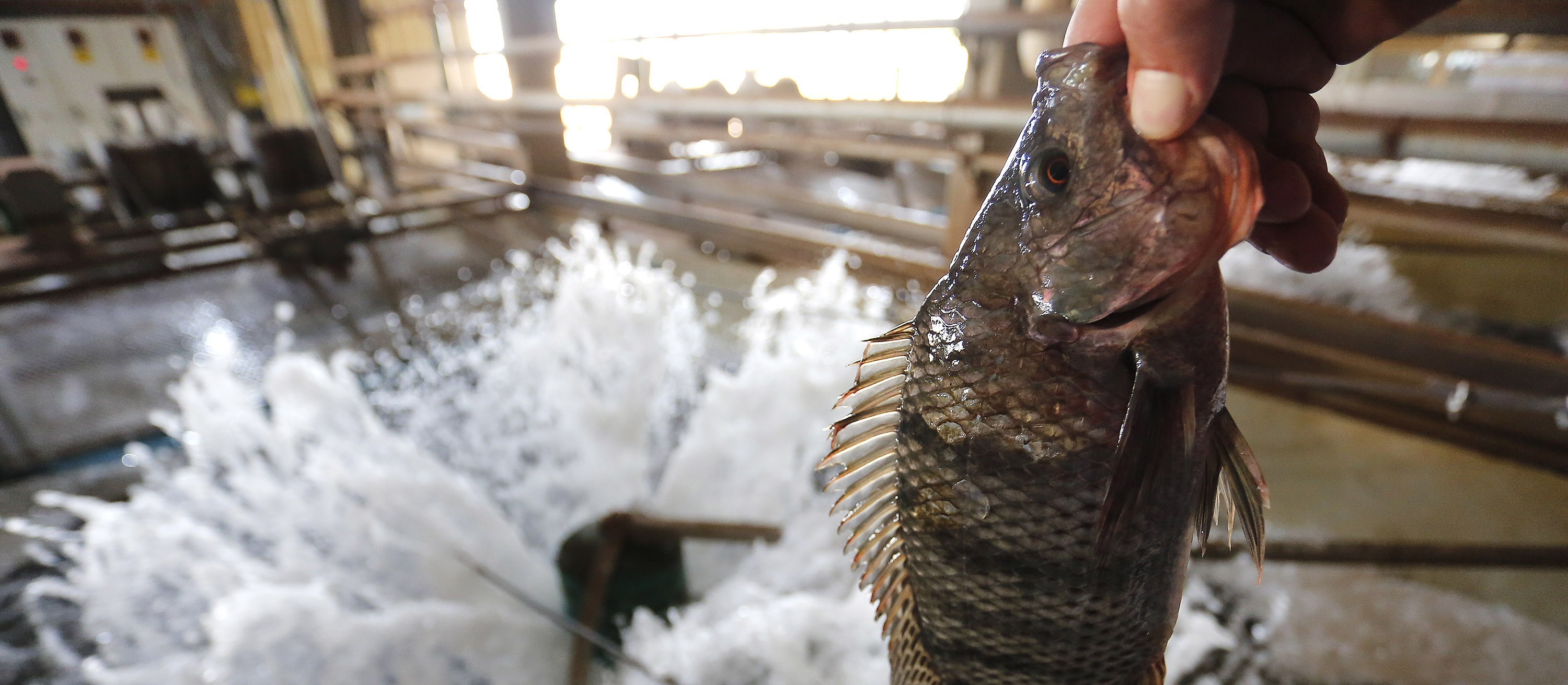 Peixe é o futuro e o Paraná é o maior produtor