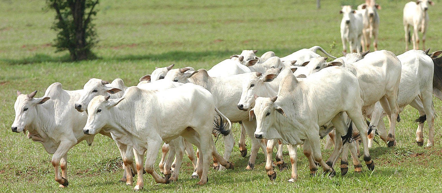 Ladrões furtam 33 cabeças de gado em Cianorte