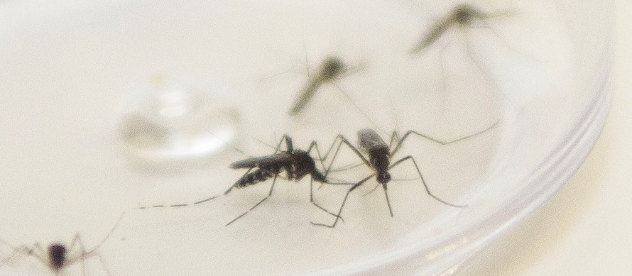 Saúde registra três casos de dengue em Maringá