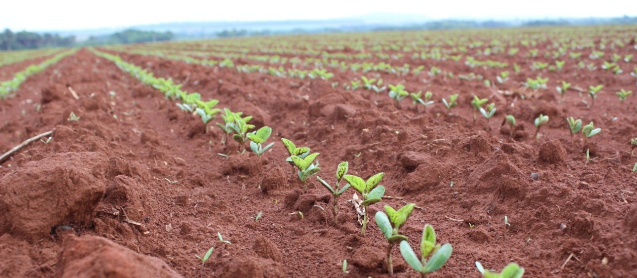 Plantio da soja no Brasil alcança 35% da área projetada para a safra 2019/20