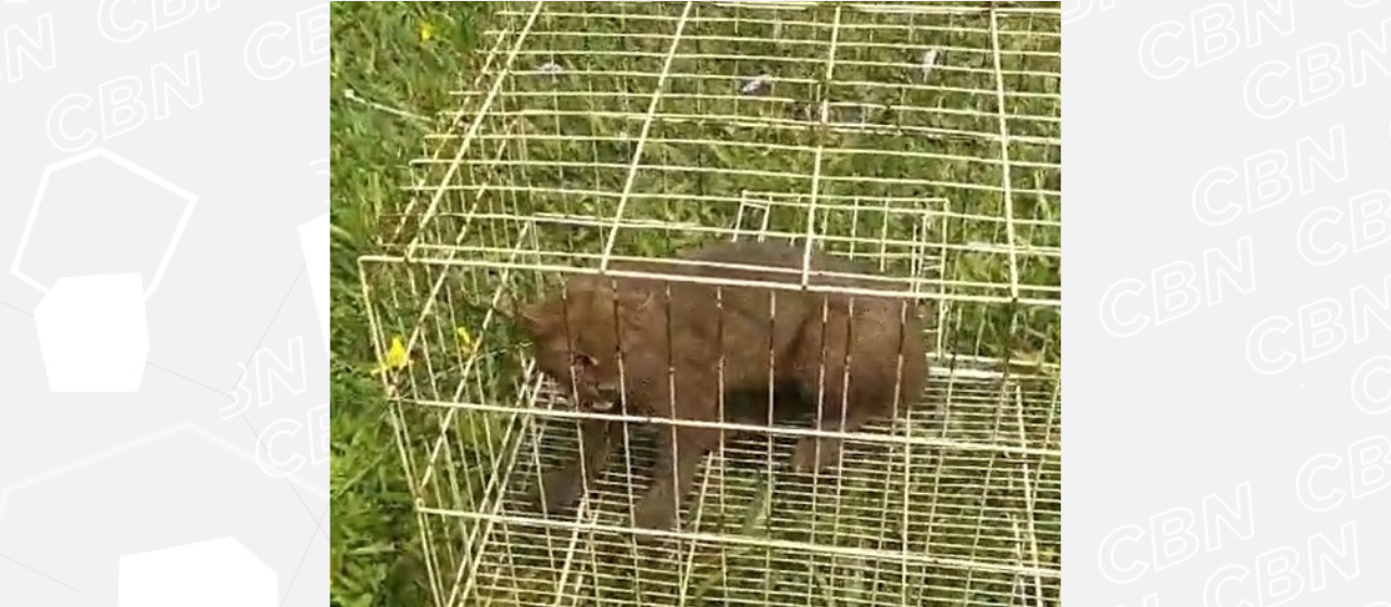 Gato-mourisco resgatado em galinheiro é devolvido à natureza