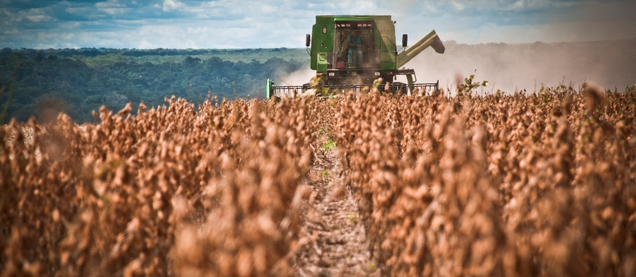 Paraná deve colher 19,5 milhões de toneladas de soja 