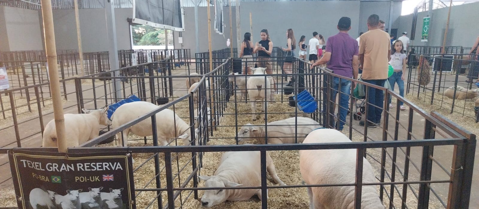 Pavilhão de ovinos atrai visitantes e é vitrine do melhoramento genético