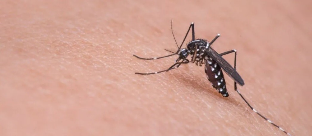 Londrina segue com maior número de casos de dengue no Paraná