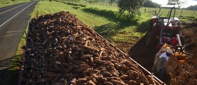 Tonelada da raiz de mandioca custa R$ 520 em Umuarama