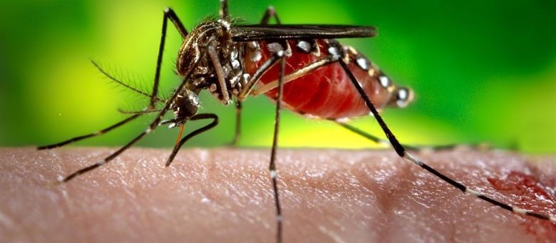Paraná confirma primeiros casos de zika vírus 