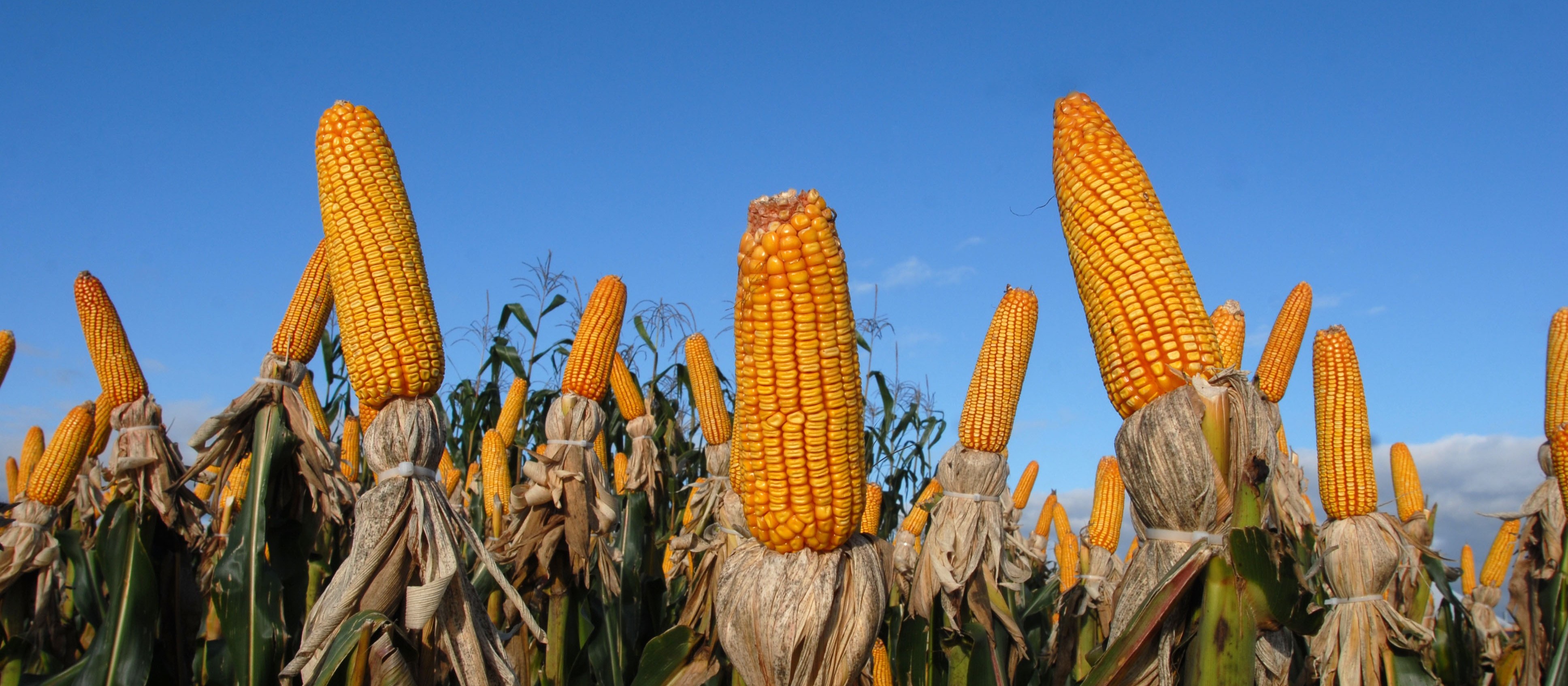 Colheita do milho 2ª safra avança 25% no Paraná