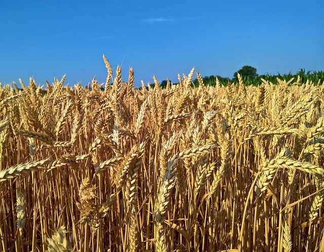 Produção nacional de trigo em 2017 foi 38% menor do em 2016