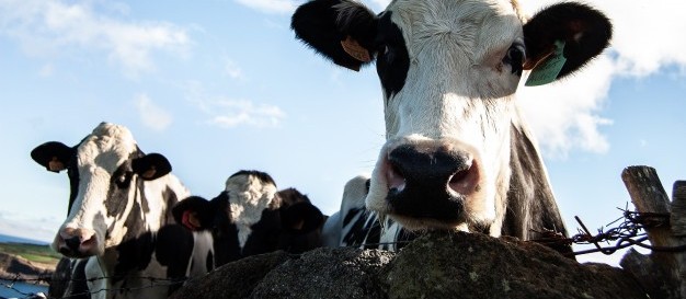 Vaca gorda custa R$ 160 a arroba em Paranavaí
