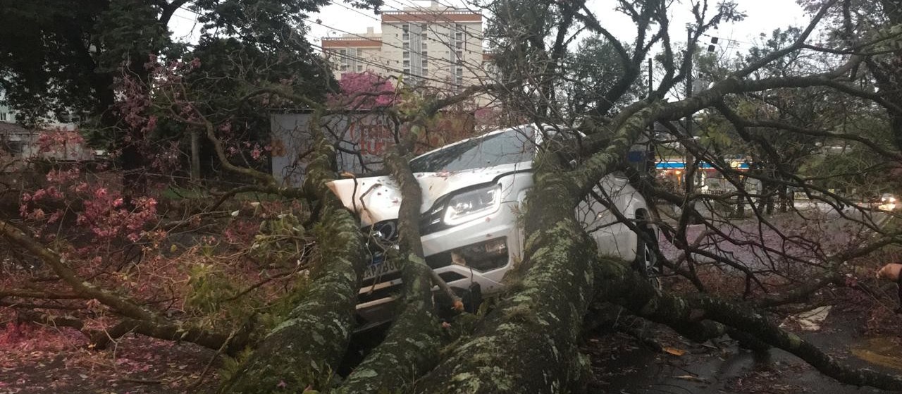 Árvore cai sobre caminhonete em movimento em Maringá