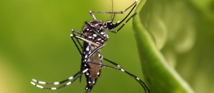 Maringá entra em epidemia de dengue 