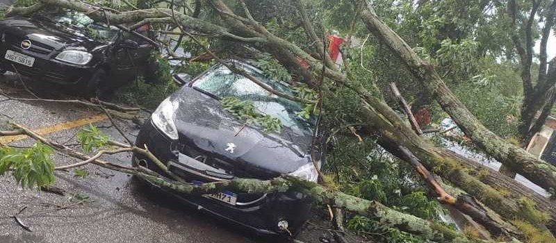 Árvore cai e atinge dois carros em Maringá nesta quarta-feira (3)
