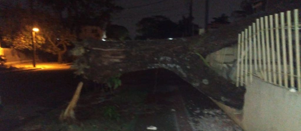 33 árvores caíram durante temporal em Maringá