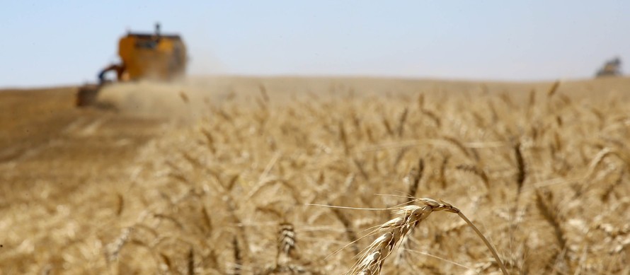 74% da área total de trigo já foi colhida no Paraná