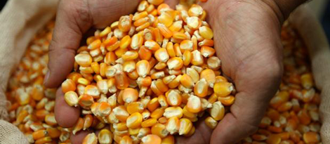 Preço do milho sobe em Maringá