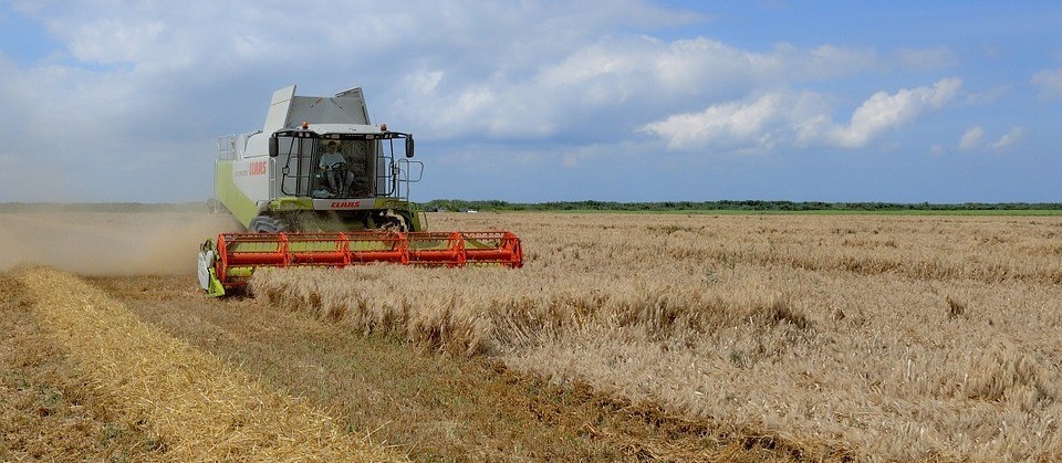 Começa colheita do trigo na região de Maringá