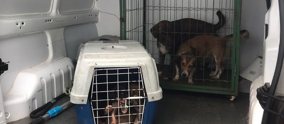 Dono de cães abandonados numa casa em Maringá será multado em R$14 mil