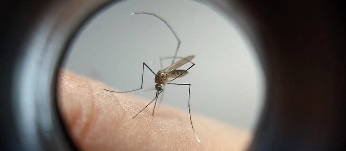 Saúde investiga suspeita de três mortes por dengue em Maringá