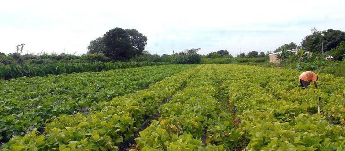 Entidades do Paraná fazem pedidos para o Plano Agrícola e Pecuário